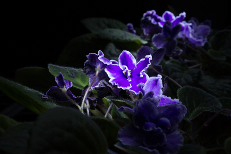 African violet in the dark with reflection in the mirror, a long exposure photo.の写真素材