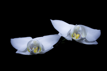 White two orchids in the dark, like boy and girl.の写真素材