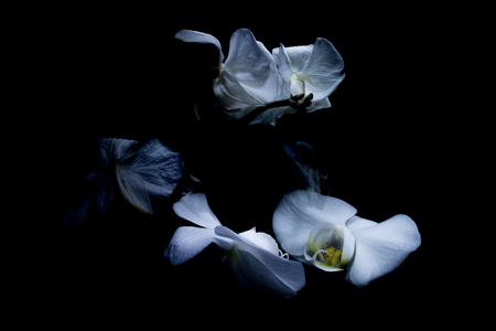 White two orchids in the dark, reflection in the mirror, like boy and girl.の写真素材