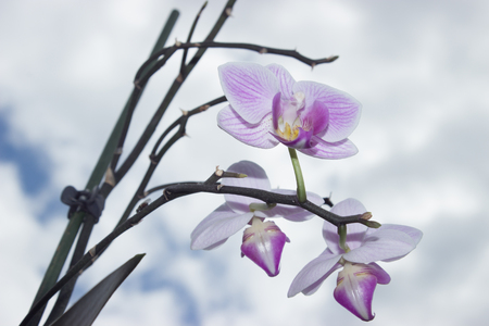 Three beautiful orchids are in the garden. In the background is sky.の写真素材