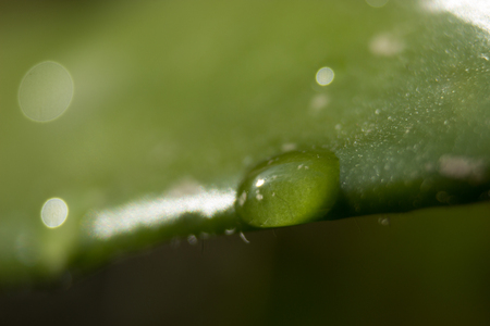Focused on a drop of water on a leaf of porcelainflower.の写真素材