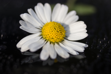 Alone daisy after rain with drops on the glass. In the glass is the reflection of the flower.の写真素材