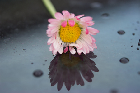 Single daisy after rain with drops on the glass. In the glass is the reflection of the flower.の写真素材
