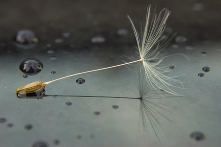 Seed of dandelion after rain with drops on the glass. In the glass is the reflection of the seed.の写真素材