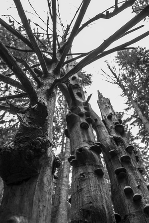 Trees covered with mushrooms. View from the bottom of the sky. Black and white.の写真素材