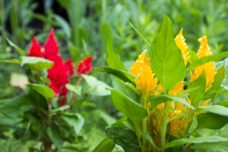 Focus on the yellow Amaranthus in the foreground. In the background is the unapproved red...