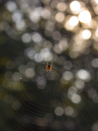 Spider in his home spiderweb at sunrise lurks on his prey.の写真素材