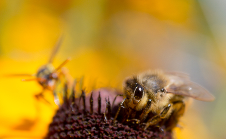 A rough bee collects pollen from flowers and wasp comes to the flower