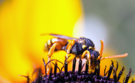 A wasp on yellow flower of rudbeckia in the garden