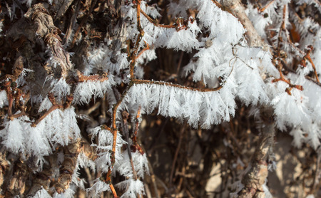 Detail of frost on a branch of grapevine. Frozen water drops create beautiful shapes.