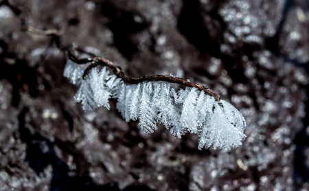Detail of frost on a branch of grapevine. Frozen water drops create beautiful shapes.の写真素材