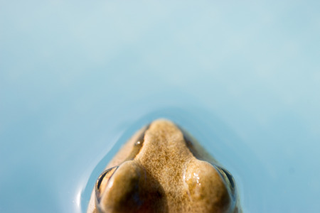 Detail of frog head in water. The common frog - rana temporaria is a semi-aquatic amphibian of the...