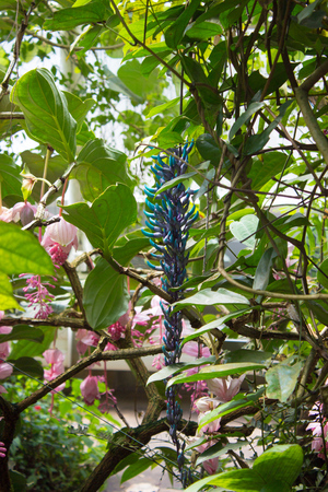 Strobgylodon macrobotrys emerald jade tropical vine and leaves in jungle
