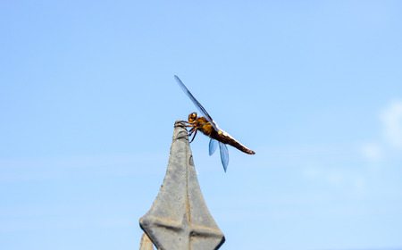 Yellow dragonfly on the antenna. In the background is a column of white bricks and bushes.の写真素材