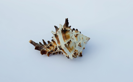 White-brown shell on white background. Concept of geometric shapes in nature.