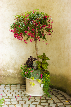 Romantic still life with clay pot with flowersの写真素材