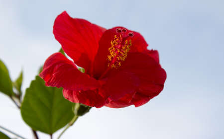 Bloom of tropical red hibiscus with leaves. Background sky.の写真素材