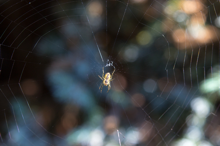 Photo of isolated single spider in his home spiderweb lurks on his prey. In the backgroud are bokeh...
