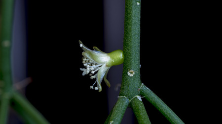 Isolated cactus flower of rhipsalis cereuscula pilocarpa on the black backgroundの写真素材