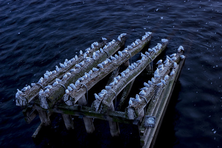Seagulls seated on a perch on a riverの写真素材