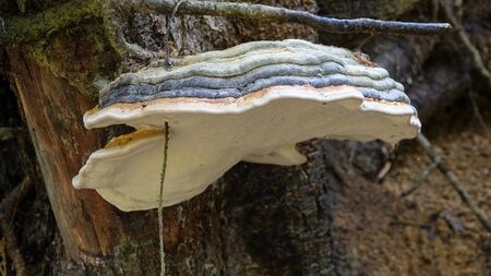 A fungus fomentarius mushroom in forest. Parasitic and saprobic on the wood.