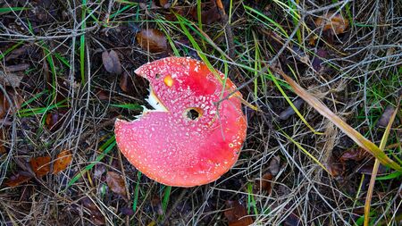 Animal bitten amanita muscaria under dry branches and leaves in grass in forest