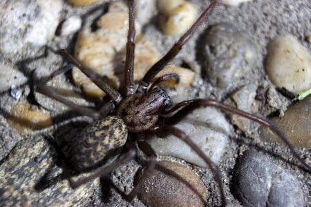Detail of giant house spider eratigena artica on stones flatly viewの写真素材