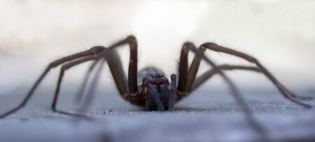 Detail of giant house spider eratigena artica on wood bokeh backgroundの写真素材