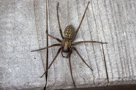 Detail of giant house spider eratigena artica on wood flatly viewの写真素材