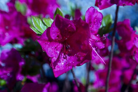 Macro detail pink azalea japonica with dew drops on a gardenの写真素材