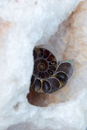 Ammonite fossil is located in clear fluoriteの写真素材