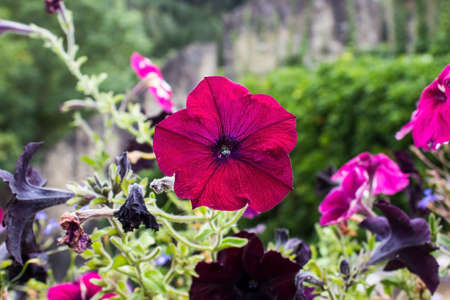Beautiful pink petunias with leaves in the gardenの写真素材