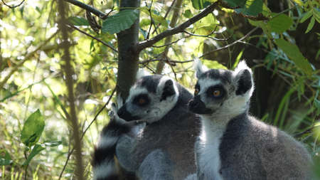 Family of lemurs catta in the forest watching the predatorsの写真素材