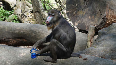Mandrill laughs sitting on a tree trunk and holding a plastic bottle