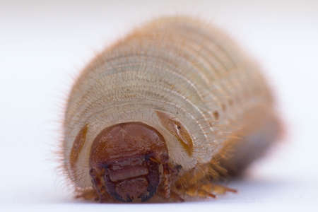 Larva of phyllophaga from the subfamily melolonthinae called may beetles