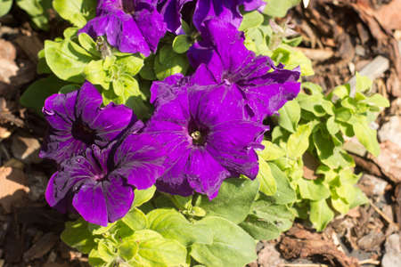 Beautiful purple petunia with leaves in the gardenの写真素材