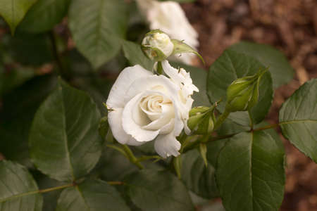 Beautiful white rose and bud with leaves in the gardenの写真素材
