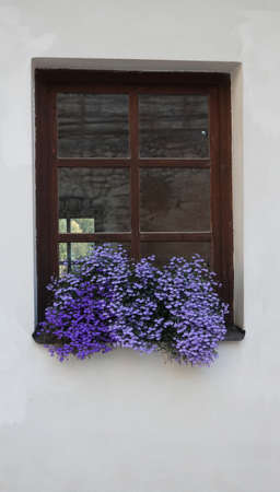 Old window with a brown frame with blue lobelia disambiguation flowersの写真素材
