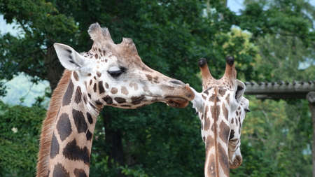 Detail of the faces of giraffes that follow each otherの写真素材