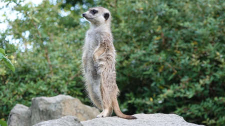 Meerkat guard on a rock. In the background are trees.の写真素材