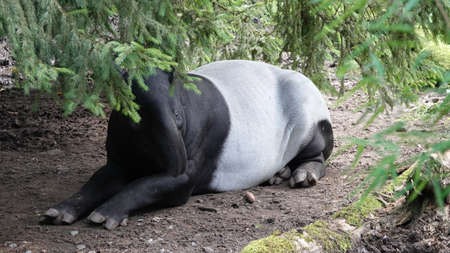 Malayan asian asiatic oriental indian piebald tapir resting under a treeの写真素材