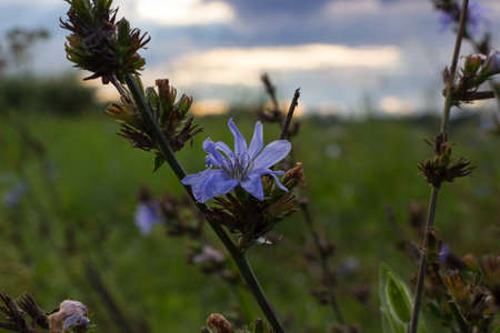 Common chicory at sunset. Focus on blue flower in the background of meadow and sky with clouds.の写真素材