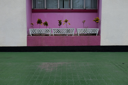 Pattern and potted treeの写真素材