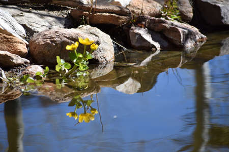 Marsh Marigolds by a Pondの写真素材