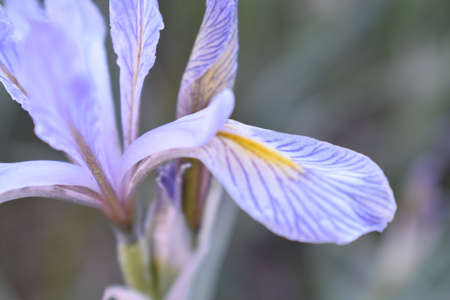 wild iris closeupの写真素材
