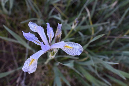 wild irisの写真素材