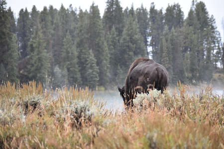 Grazing Bisonの写真素材