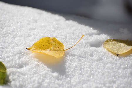 Aspen Leaf on Snowの写真素材