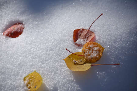 Aspen Leaves on Snow