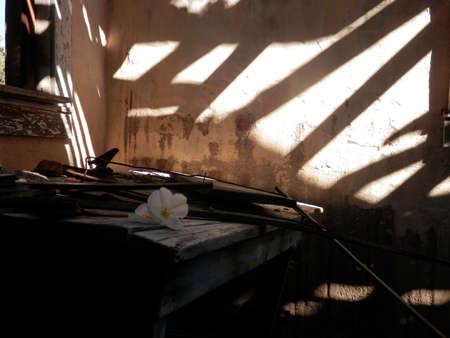 Wildflower in an old Cabinの写真素材